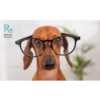 Fiatal kutyák táplálékkiegészítői