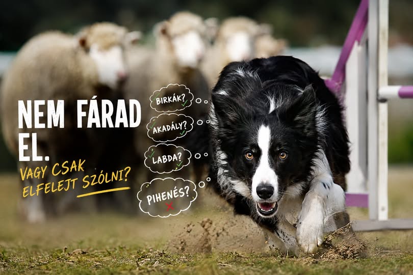 A border collie nem fárad el. Vagy csak elfelejt szólni?