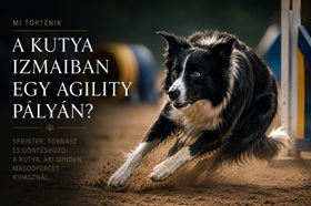 Mi történik a kutya izmaiban egy agility pályán?