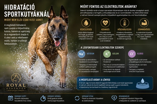 Hydratáció sportkutyáknál, és ez hogy működik !