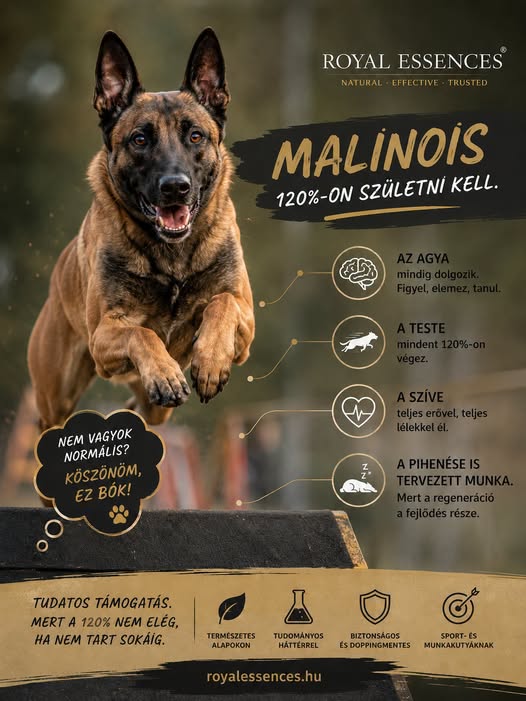 A Malinois. Avagy 120%-on születni kell.